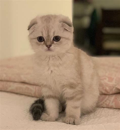 *American Fold - Rare and Exotic Feline Registry