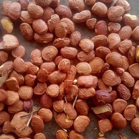 common natural karanja seeds   price  tumkur siddeshwara