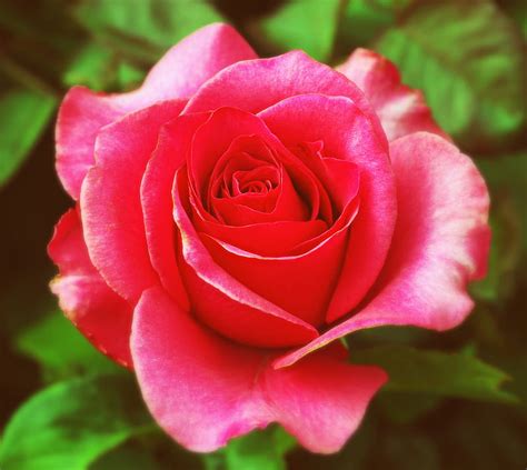 Love Pink Rose, garden, HD wallpaper | Peakpx