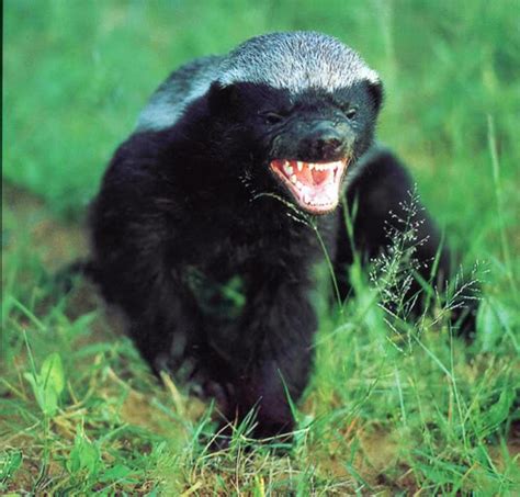 Honey Badger Facts - Animal Facts Encyclopedia