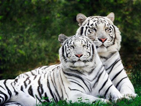 top  wildlife sanctuaries national parks  india  state