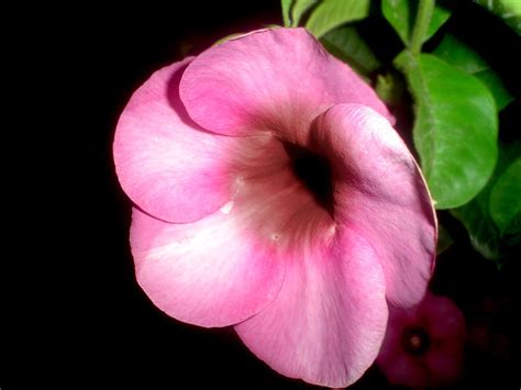 floral night Free Photo Download | FreeImages