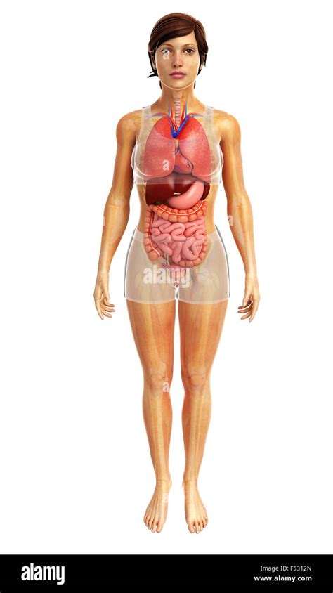 3d rendered illustration of human body anatomy Stock Photo - Alamy