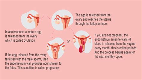 Period Pedia By Dr Garima Srivastav - D'chica's Consulting Gynae