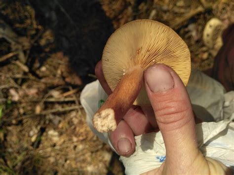 Горькушка (Lactarius rufus) фото и описание