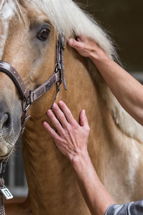 Equine Reha-Zentrum – manuelle Physiotherapie für Pferde