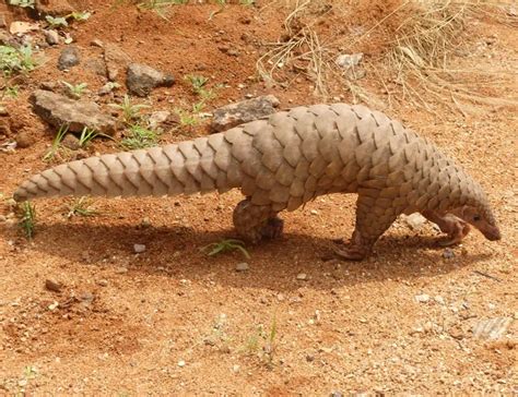 pangolin facts   scaly mammals