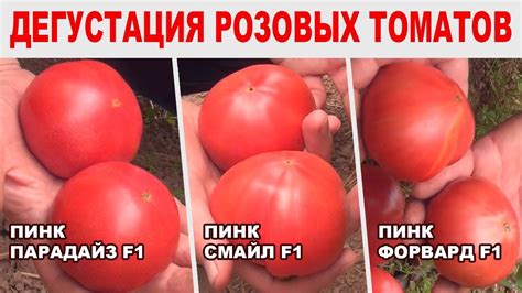 Томат Пинк Парадайз Описание Отзывы Фото – Telegraph
