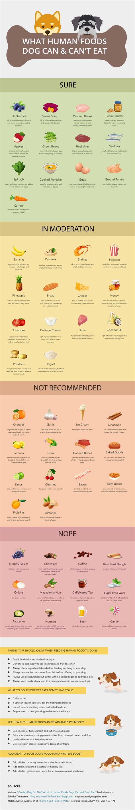 Things Dogs Can't Eat: Important Foods to Avoid | BorrowMyDoggy