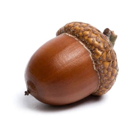 acorn communication strategy uhmms