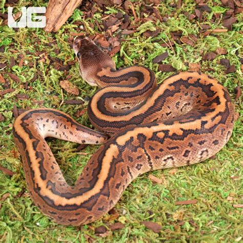 baby cinnamon pinstripe ball python  sale underground reptiles