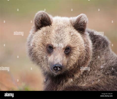 Eurasian brown bear hi-res stock photography and images - Alamy