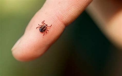 Climate change helping new deadly virus to spread across Europe