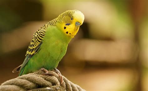 Budgie Green Birds · Free photo on Pixabay