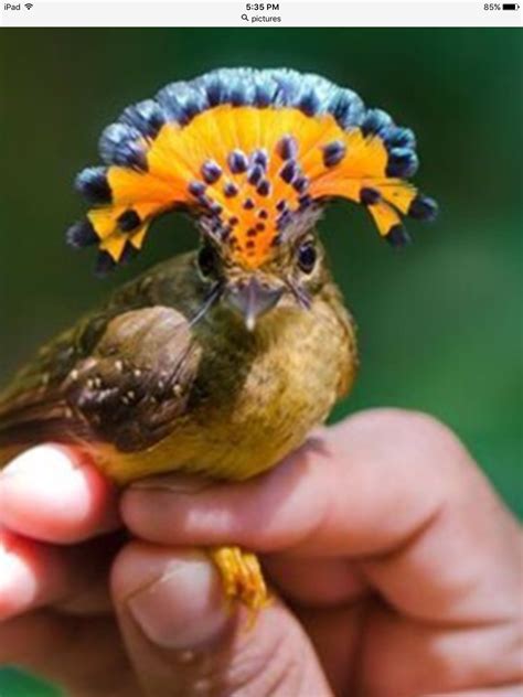 Unique Tropical Birds