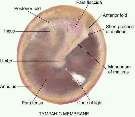 10+ Otoscopy Pics (Ear Drum Pics) ideas | audiology, ear, ear anatomy