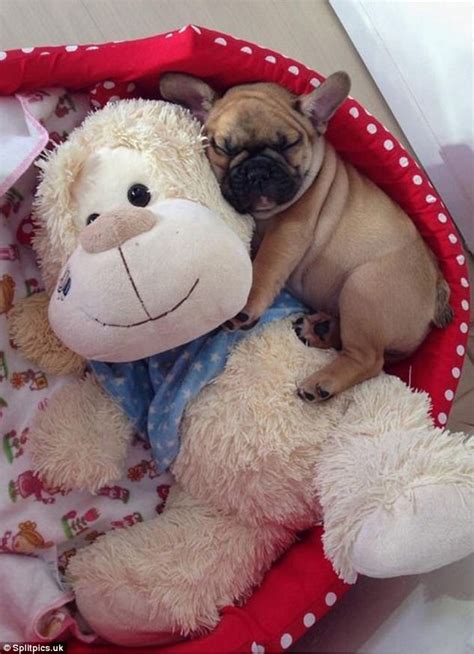 The cutest sleeping dogs on the internet | Daily Mail Online