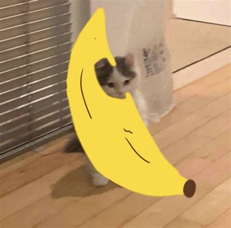 Aesthetic Pfp Cat ~ Pin By D4yaa On Pfp And Reactions In 2020 ...