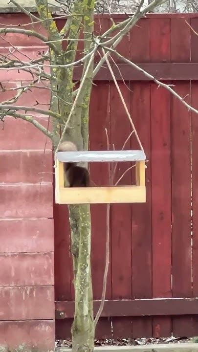 Мама белка пришла подкрепиться #белка #squirrel - YouTube