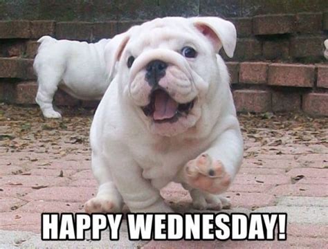 funny happy wednesday memes