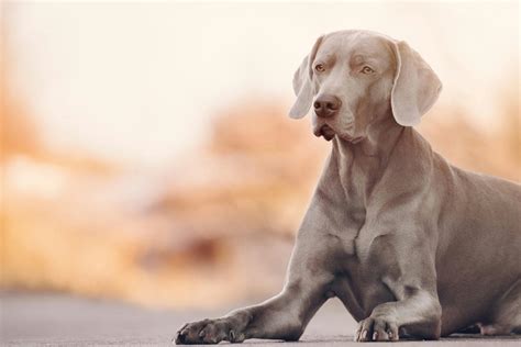 Weimaraner Grey