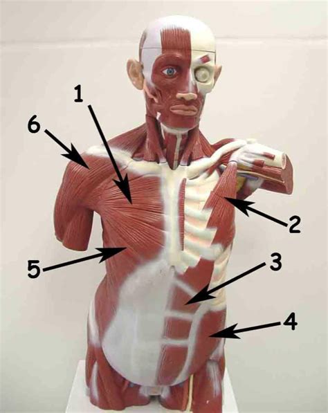 torso anterior diagram quizlet