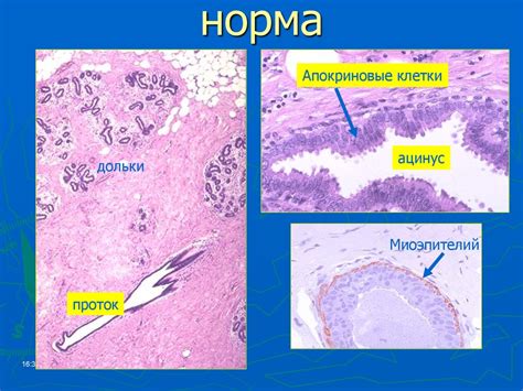 Болезни женских половых органов, молочной железы и заболевания ...