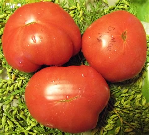 Томат Санта Мария Роза: ОТЗЫВЫ, фото, урожайность | tomatland.ru