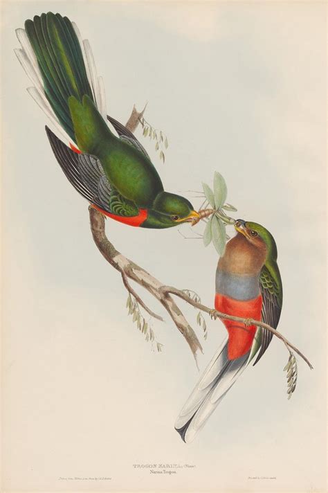 Trogon narina (Narina Trogon) | Bird illustration, Vintage bird ...