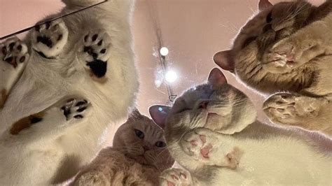 Pin on котенки