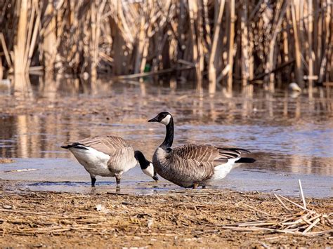 Geese in the UK (Identification Guide with Pictures) | Birdfact