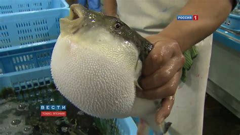 Fish says Allah 2016miracle of Allah - YouTube