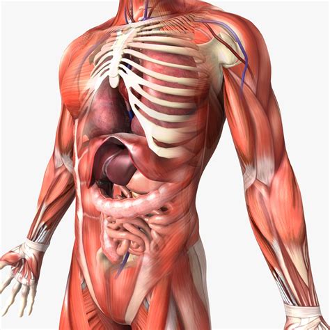 Human Male Anatomy 3d model- CGStudio | Female anatomy, Human anatomy ...