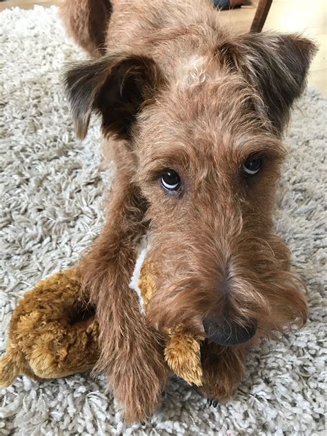 Irish Wolfhound Terrier at Elizabeth Ogilvy blog