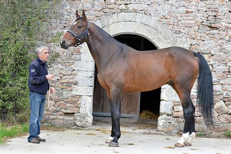 French Eventing – What made France great? Part One: The Breeders – The ...