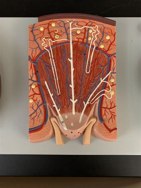 medullacortex diagram quizlet