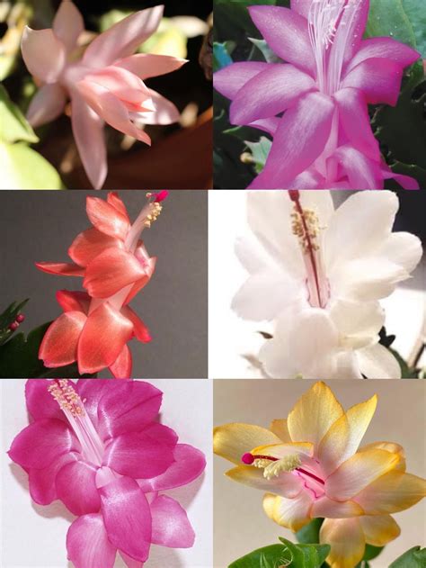 A Pack of 6 Schlumbergera Zygo Cactus — Manning Valley Succulent Garden