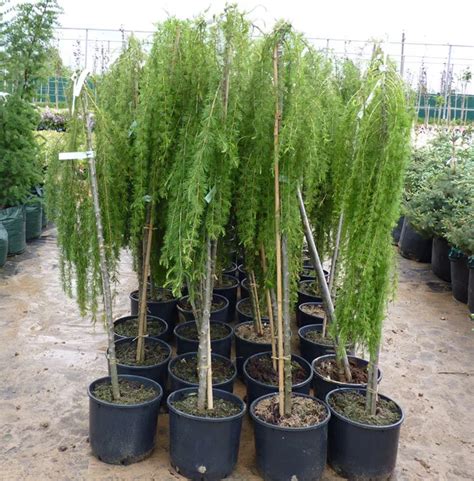 Лиственница плакучая на штамбе Larix decidua Pendula