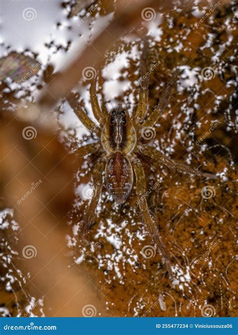 Aquatic Wolf Spider on Water Stock Photo - Image of poisonous, scary