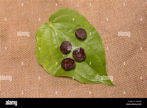 Betel leaf edible eating culture of Asia Stock Photo - Alamy