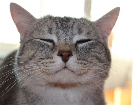 25 смешных котов, которые явно перебрали с кошачьей мятой