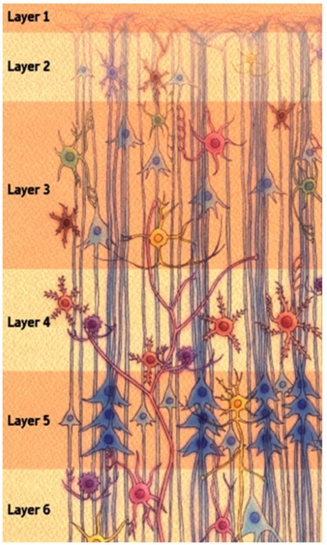 Neocortex Layers Diagram | Quizlet