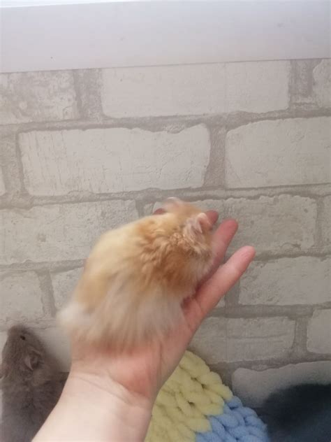 Чорний, рижий сирійський хом'як. Королівський. Площа Шевченка: 300 грн ...