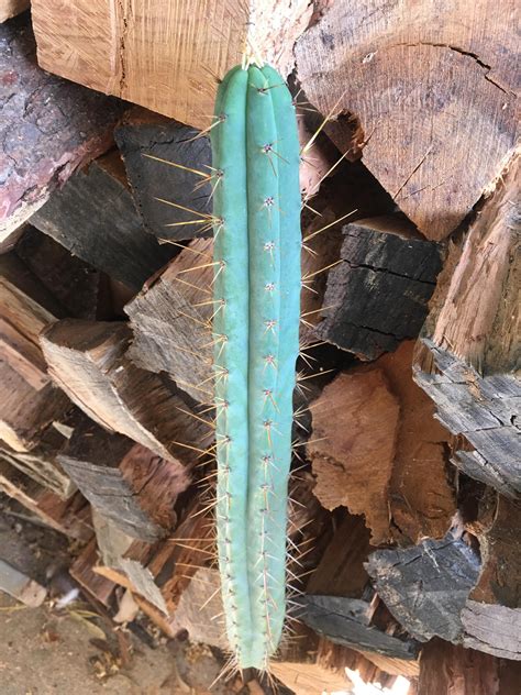 Sunday auction ends tonight at 7:30 pm pacific : r/sanpedrocactusforsale