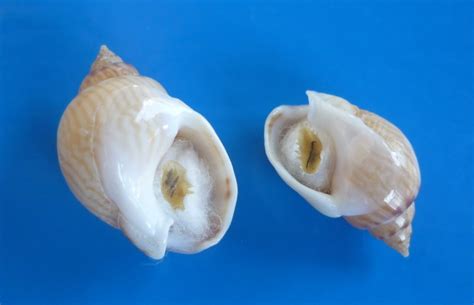 Tritia mutabilis - (Linnaeus, 1758)