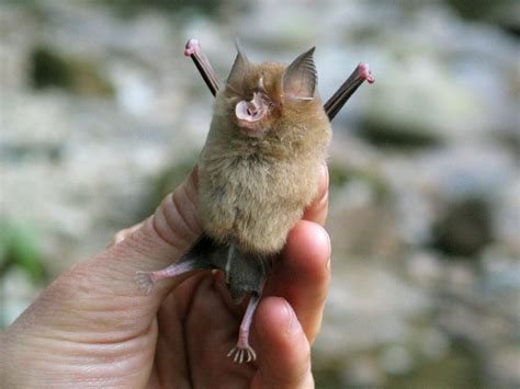African Bat Pictures - National Geographic