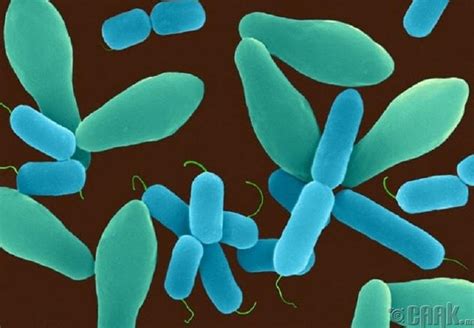Synthetic biologists extend functional life of cancer fighting ...