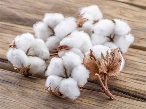 cotton  complete guide   history characteristics