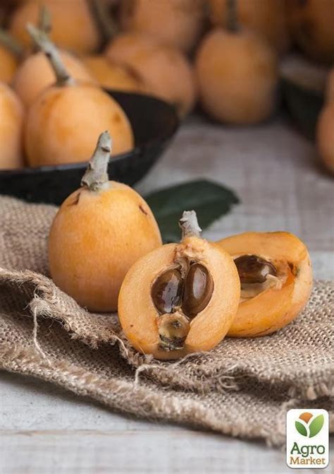Мушмула "Німецька" купити поштою в Одесі, Києві, Україні | Agro-Market