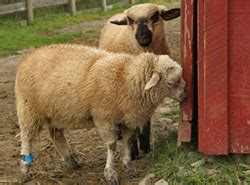 animal facts sheep